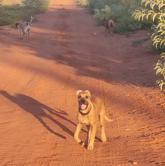 Long Training Leash 15M